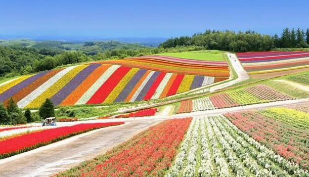 繽紛北海道｜Green Love 夏季花旅行10日